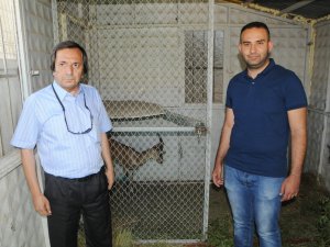 Yaralı dağ keçisi tedavi için Malatya’ya gönderildi