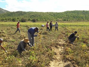 Belediye ve köylülerin ektiği fasulyenin hasadı başladı VİDEO HABER