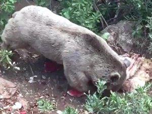 Köye inen bozayı, koyun postunu götürdü