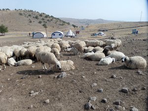 Sürü sahipleri kışa hazırlanıyor VİDEO HABER