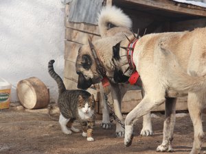 Kangallar ile kedilerin şaşırtan dostluğu