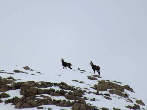 Dağcılara yaban keçisi sürprizi