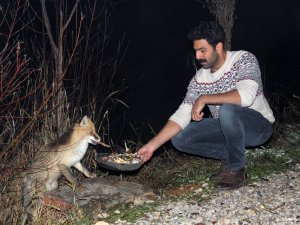 Aç kalan tilkiyi tesis sahibi besliyor