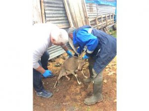 Saldırıya uğrayan dağ keçisi tedavi altına alındı