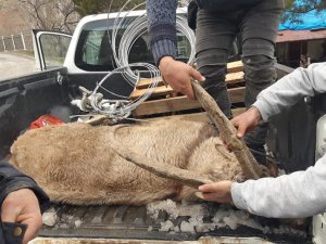 Yaralı dağ keçisine vatandaşlardan müdahale
