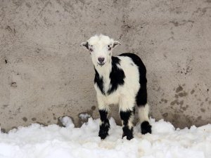 Besicilerin oğlak ve kuzu mutluluğu