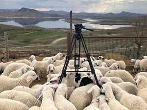 Koyun ve kuzuların duygusal buluşması