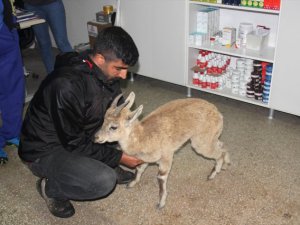 Yaban keçisi yavrusu tedavi altına alındı