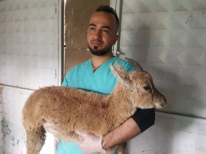 Yaralı yaban keçisi, tedavi altına alındı