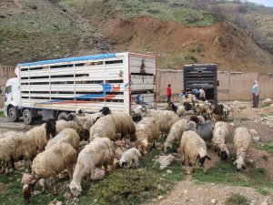 Besicilerin yolculuğu başladı