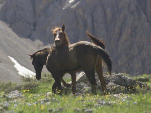 Bahar geldi, atlar doğaya çıktı