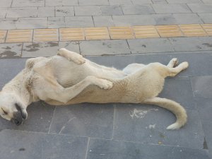 Ölü taklidi yapan köpek