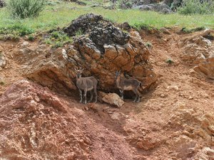 Yiyecek arayan yaban keçileri yola indi