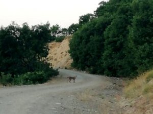 Koruma altındaki vaşak  fotoğraflandı