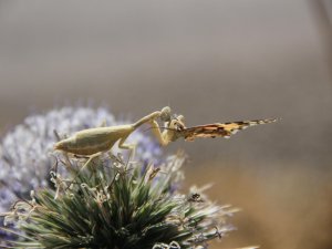 "Peygamber devesi" böceği, kelebek avlarken görüntülendi