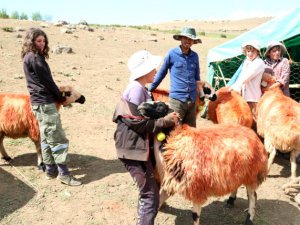 "Koç katımı" geleneği Pülümür yaylalarında yaşatılıyor