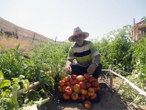 Huzur bulduğu köyünde organik sebze ve meyve yetiştiriyor