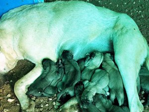 Kangal köpeği, 14 yavru dünyaya getirdi