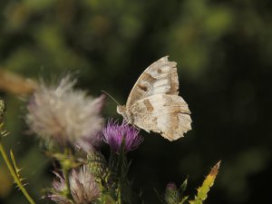 Doğanın göz kamaştıran güzelliği: Cadı kelebeği
