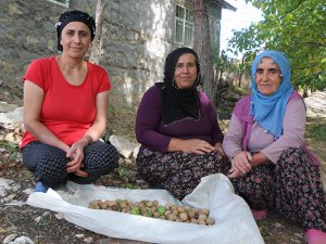 Hozat ilçesinde ceviz hasadı başladı