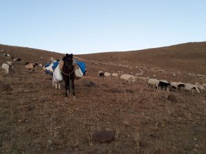 Sürülerin, günler süren dönüş yolculuğu başladı