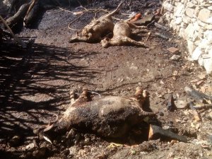 Pülümür'de 2 ev yandı, çok sayıda hayvan da telef oldu