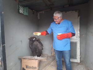 Kara akbaba tedavi altına alındı