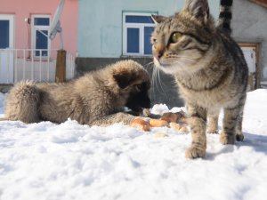 Ovacık'ta aç kalan sokak hayvanlarına şefkat eli