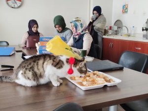 Öğretmenlerin bitki halde bulduğu kedi, iyileşti okulun maskotu oldu