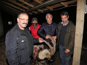 Yaralı bulunan yaban keçisi telef oldu