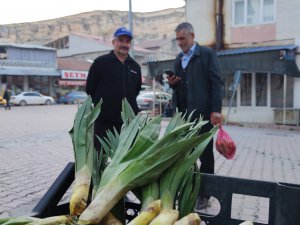 Gulik (Çiriş) otu pazar tezgâhlarında yerini aldı