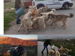 Belediyeden sokak hayvanları için çalışma