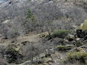 Yaban keçileri yiyecek ararken görüntülendi