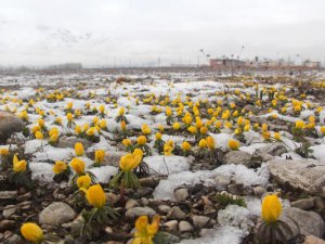 Baharda yağan kar Ovacık'ın doğasına güzellik kattı