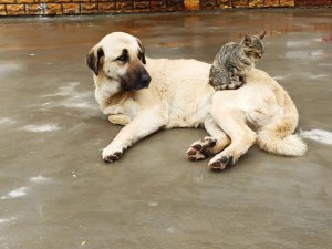 Köpek ve kedinin kıskandıran dostluğu