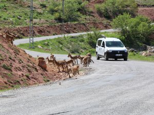 Dağ keçileri sürü halinde karayoluna indi