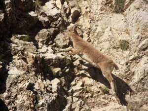 Koruma altındaki yaban keçileri Kırkmerdiven Vadisi'ni mesken tuttu