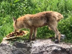 Tilki karnını doyurdu, kurt ise derede serinledi