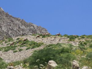 Munzur Dağları'nda çengel boynuzlu dağ keçileri görüntülendi