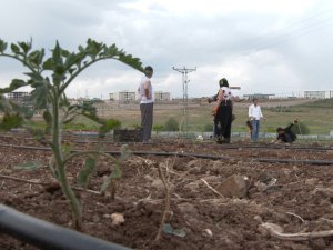 Kadınlar, bostandan elde ettikleri ürünleri yoksullara dağıtacak