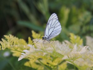Alıç kelebekleri Ovacık'a renk katıyor