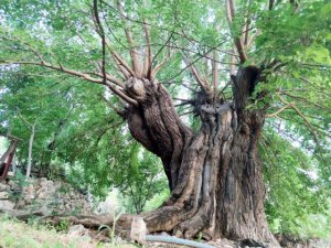 Bin yıllık dut ağaçları bölgenin ekonomisine katkı sağlıyor