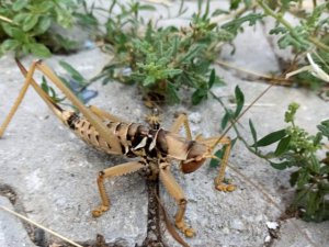 Etçil dev çekirge türü Çemişgezek’te görüntülendi