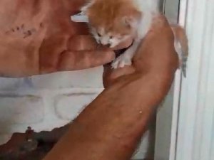 İki duvar arasına sıkışan yavru kedi kurtarıldı