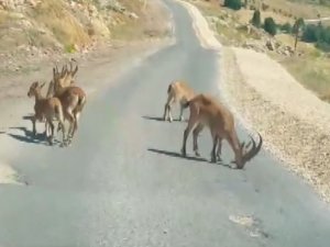 Tuz için yola inen dağ keçileri görüntülendi, yetkililer uyardı