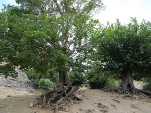 Asırlık 'Dut ağacı bahçesi' dikkat çekiyor