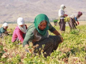 KADIN TARIM İŞÇİLERİ OVACIK’TA FASULYE MESAİSİNDE