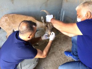 Görme bozukluğu yaşayan yaban keçisi tedavi altına alındı