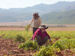 Ovacık’ta Kadın tarım işçileri fasulye mesaisinde