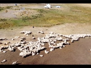 Yaylacıların geri dönüşü başladı